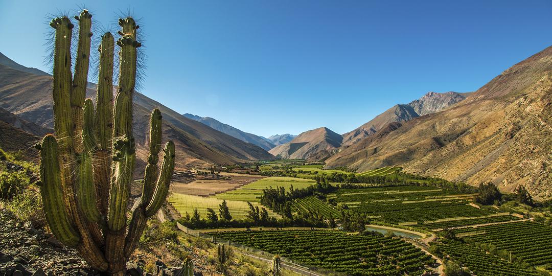 Elqui Valley vineyards